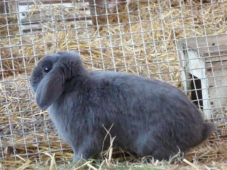 Kanin Conejo <3 GIVES VÆK - Man kan godt posere (; billede 12