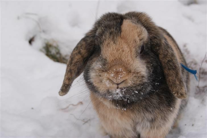 Kanin (DV) Kong Richard I  |Møffe| - Smukke Møffe i sneen <3 billede 17