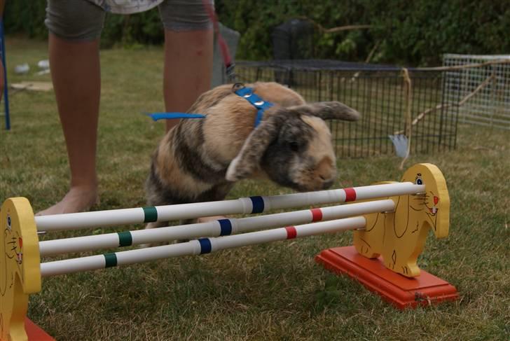 Kanin (DV) Kong Richard I  |Møffe| - Møffe kaninen hopper kaninen :b  billede 19