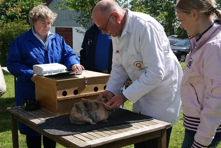 Kanin (DV) Kong Richard I  |Møffe| - Møffe til "prøve udstilling" bedømt med imponerende 96 point!  billede 21