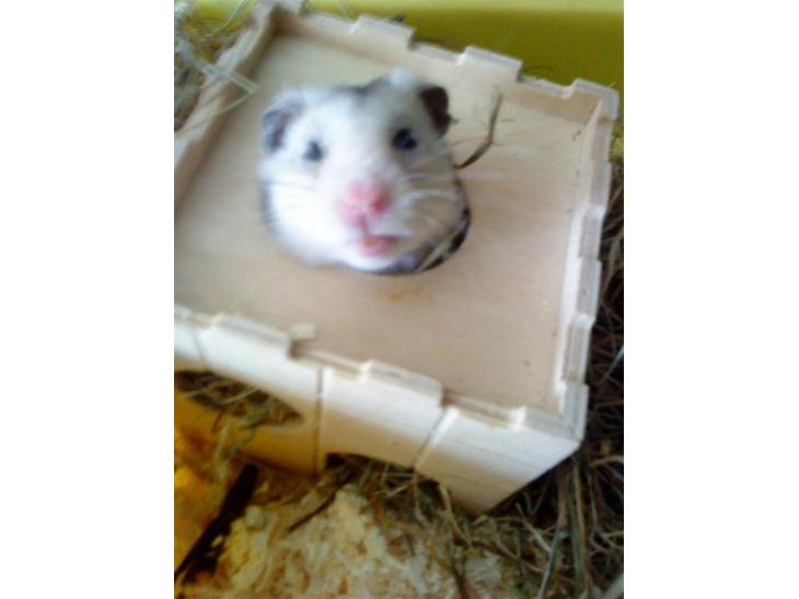 {{currentPhoto.altText}} billede {{currentPhoto.number}}