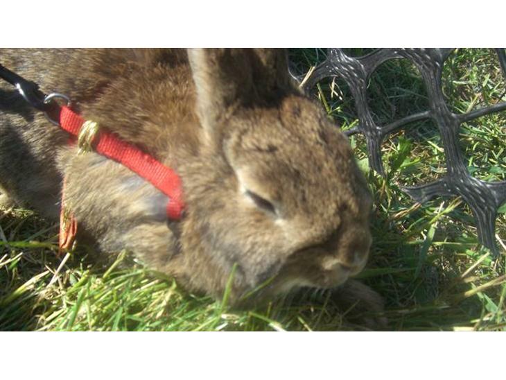 {{currentPhoto.altText}} billede {{currentPhoto.number}}