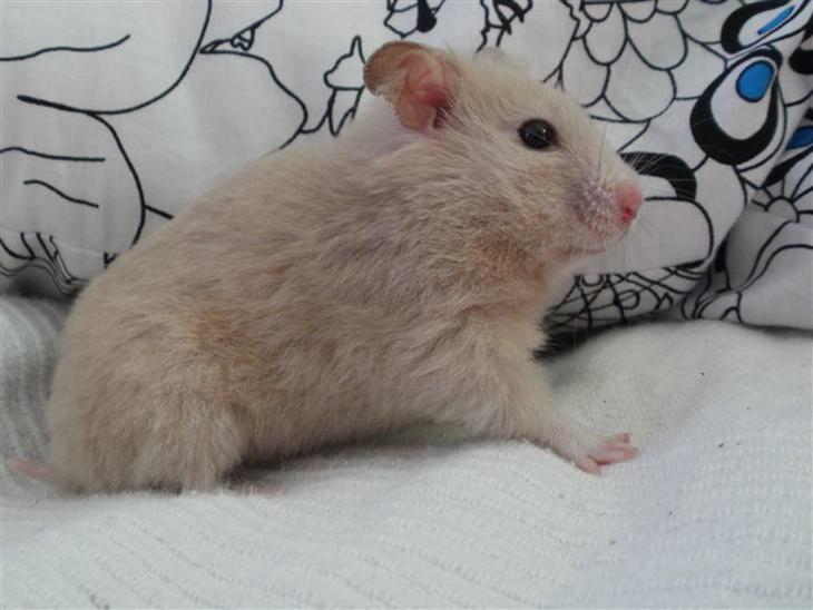 Hamster Lykke's Gnaske RIP  - Velkommen til Gnaske´s profil. :D billede 1