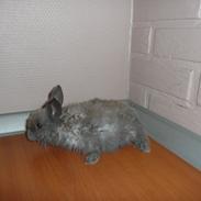 Kanin Bamse