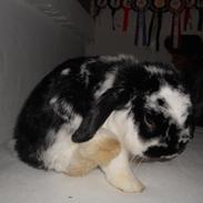 Kanin Pjuske R.I.P :'(