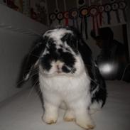 Kanin Pjuske R.I.P :'(