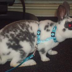 Kanin Sergio Diego *My Soulmate* REXI