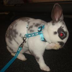 Kanin Sergio Diego *My Soulmate* REXI