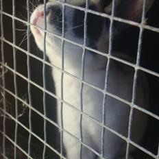 Kanin Sergio Diego *My Soulmate* REXI