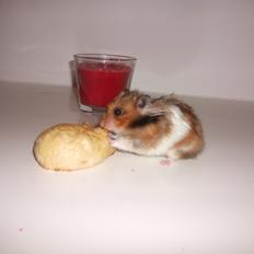 Hamster Kiwi
