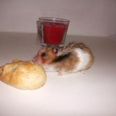 Hamster Kiwi