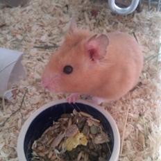 Hamster Gnaske Hamster Gonzardes