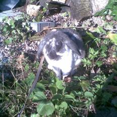 Kanin Victor  (Himmelgnaver)