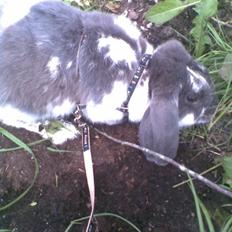 Kanin Victor  (Himmelgnaver)