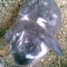 Kanin Victor  (Himmelgnaver)