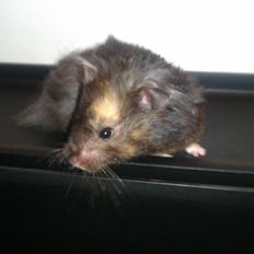 Hamster Bella Hamster Gonzardes