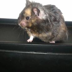 Hamster Bella Hamster Gonzardes