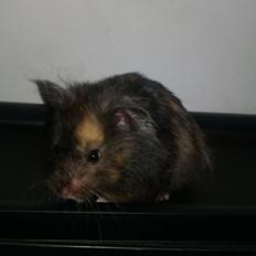 Hamster Bella Hamster Gonzardes