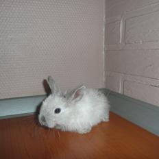 Kanin Snefnug •Himmelgnaver•