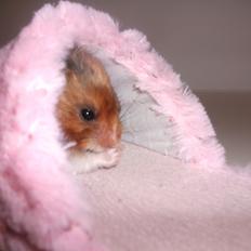 Hamster Kiwi