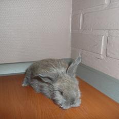 Kanin Bamse °Himmelgnaver°