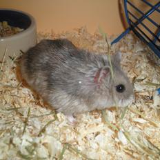 Dværghamster Alicia <3 *R.I.P*