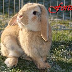 Kanin |DV| Fortunato *Nanse*