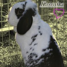 Kanin |DV| Aras´ Kasmira