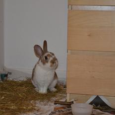 Kanin Princeton a.k.a Prins.