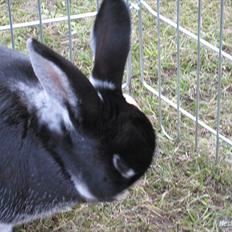 Kanin team hop,s bedste springer julle *Tykke* :D