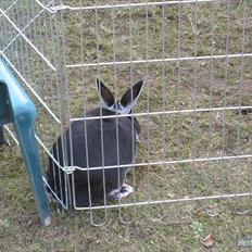 Kanin team hop,s bedste springer julle *Tykke* :D