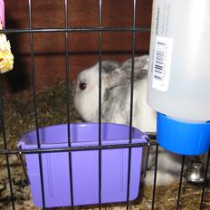 Kanin team hop,s 2.bedste springe magnus