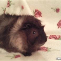 Marsvin Sputtes Sorte Perle