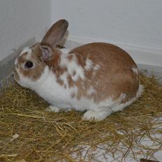 Kanin Princeton a.k.a Prins.