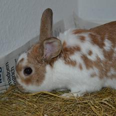 Kanin Princeton a.k.a Prins.