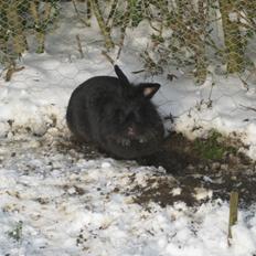 Kanin Stjernen´s Joke!<3 MIT SAVN!<3