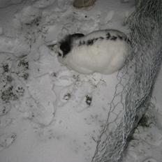 Kanin Stjernen´s Plet!<3 VERDENS BEDSTE! <3