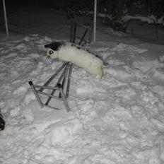 Kanin Stjernen´s Plet!<3 VERDENS BEDSTE! <3