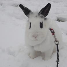 Kanin Stald Spirs Malikhi De Halikhia