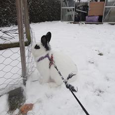 Kanin Stald Spirs Malikhi De Halikhia