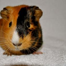 Marsvin Sjoko [Himmelgnaver]