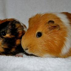 Marsvin Sjoko [Himmelgnaver]