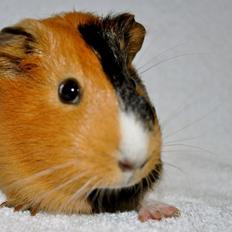 Marsvin Sjoko [Himmelgnaver]