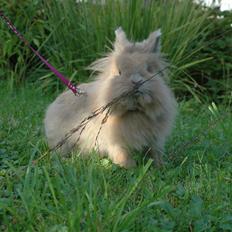 Kanin Colorful Cookie<3