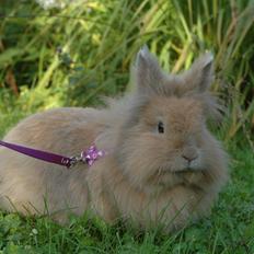 Kanin Colorful Cookie<3