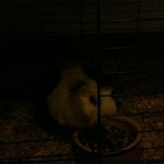 Marsvin hannibal-R.I.P:'((himmelgnaver d.10/2-12)
