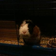 Marsvin hannibal-R.I.P:'((himmelgnaver d.10/2-12)