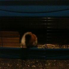 Marsvin hannibal-R.I.P:'((himmelgnaver d.10/2-12)