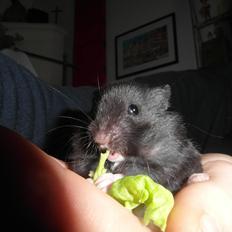 Hamster - Hans-Peter