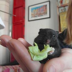 Hamster - Hans-Peter